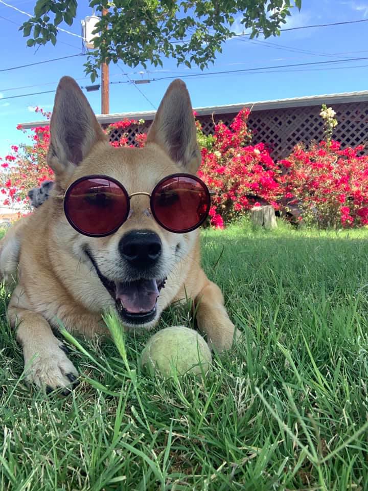 Readers pet photos